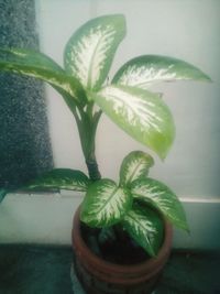 Close-up of potted plant against wall