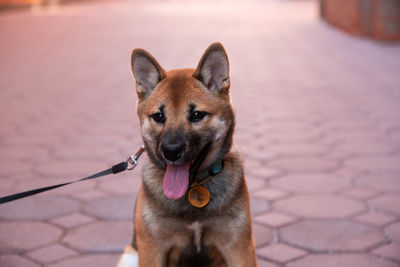 Close-up portrait of a dog