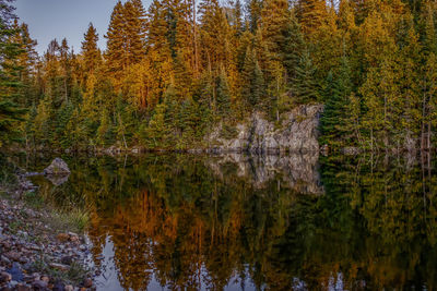 Reflection of trees in forest against sky