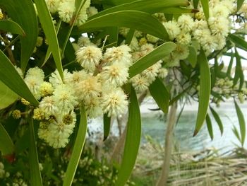 Close-up of white flowers