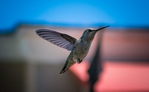 Hummingbird in yard