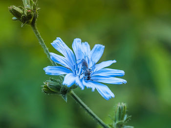 Close-up of bee pollinating on flower