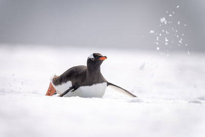 Gentoo penguin sliding through snow on belly