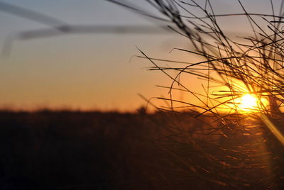 Close-up of silhouette plants on field against sky at sunset