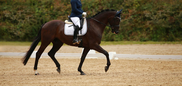 Horse standing on field