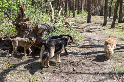 View of a dog in the forest