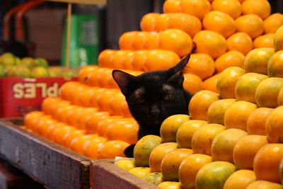 Close-up of fruits for sale at market