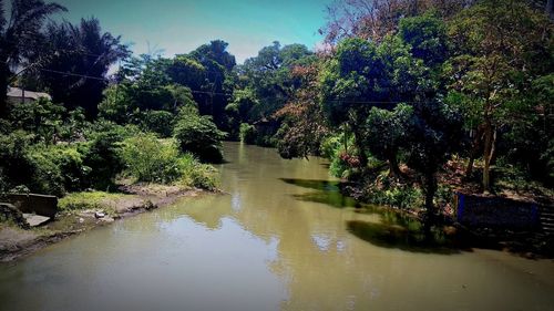 Scenic view of river in forest against sky