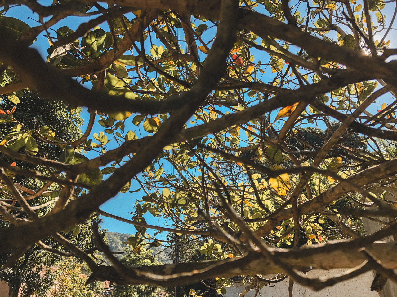 tree, plant, branch, low angle view, nature, growth, no people, day, beauty in nature, sky, tranquility, outdoors, sunlight, tree trunk, trunk, land, autumn, plant part, forest, leaf, tree canopy