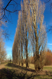 Bare trees on field against clear blue sky