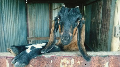 Portrait of goat in stable