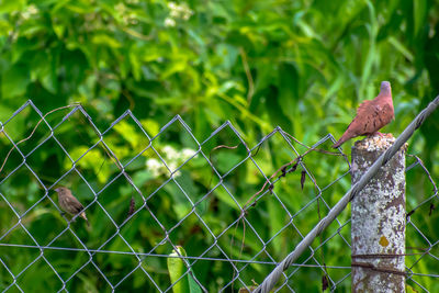 View of bird perching on fence