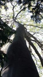 Low angle view of tree