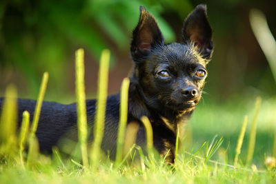 Portrait of dog in grass