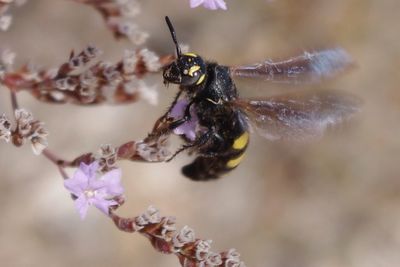 Close-up of bee on flower
