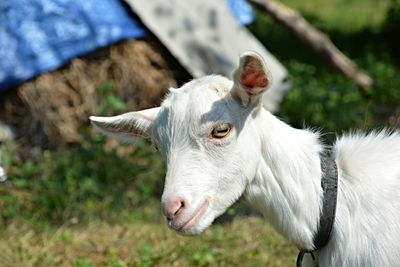 Close-up of white goat in farm