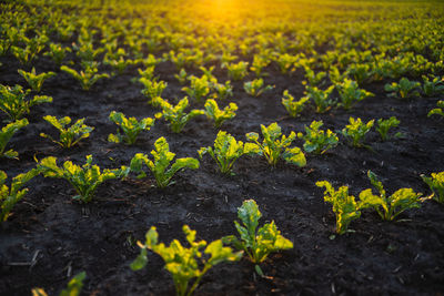 Close-up of yellow flowering plants on field