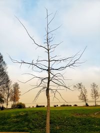 Bare tree on field against sky