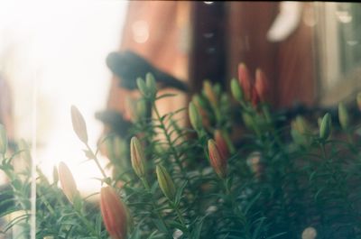 Close-up of plant