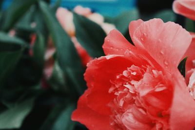 Close-up of rose against blurred background