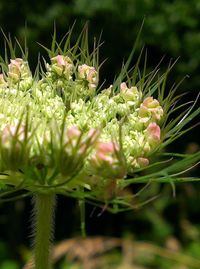 Close-up of plant