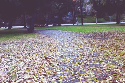 Autumn leaves in park