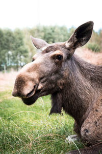 Moose portrait - perfect for nature enthusiasts and wildlife projects.