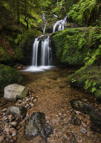 Scenic view of waterfall in forest