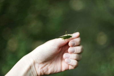 Close-up of hand holding plant