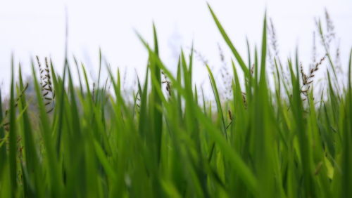 Close-up of grass growing on field