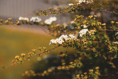 Close-up of flowering plant against blurred background