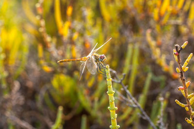 Close-up of dragonfly on plant