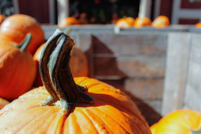 Close-up of pumpkin pumpkins for sale