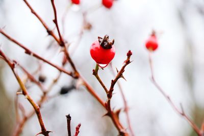 Close-up of red berries on tree