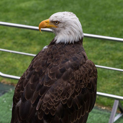 Close-up portrait of eagle