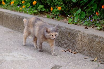 Close-up of cat walking