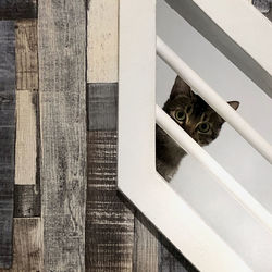 High angle view of cat hiding