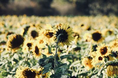 Close-up of sunflowers on field