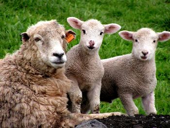 Portrait of sheep on field