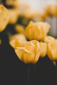 Close-up of yellow rose