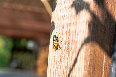 Close-up of bee on wood