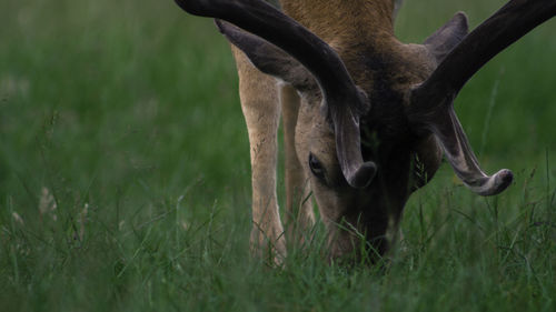 Close-up of deer grazing on grassy field