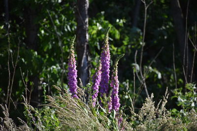 Purple flowering plants on field