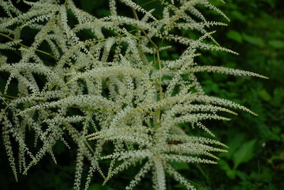 Close-up of snow on plant during winter