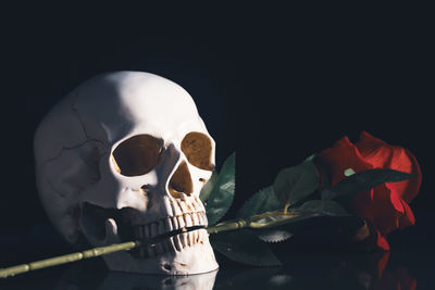 Close-up of human skeleton against black background