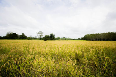 Scenic view of field against sky