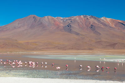 Group of people on beach against clear blue sky