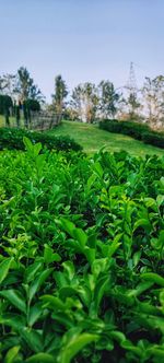 Close-up of plants on field against sky