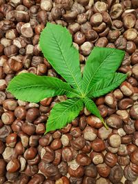 Close-up of green leaf