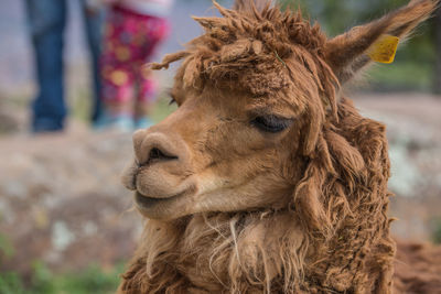 Close-up portrait of alpaca